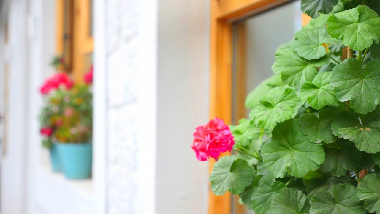 לאסה Fengma Feiyang Hostel מראה חיצוני תמונה